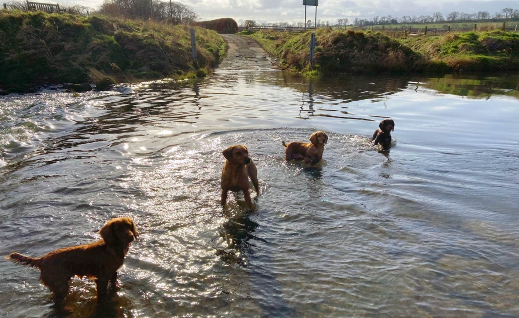 home Jolly Dogs Home Boarding