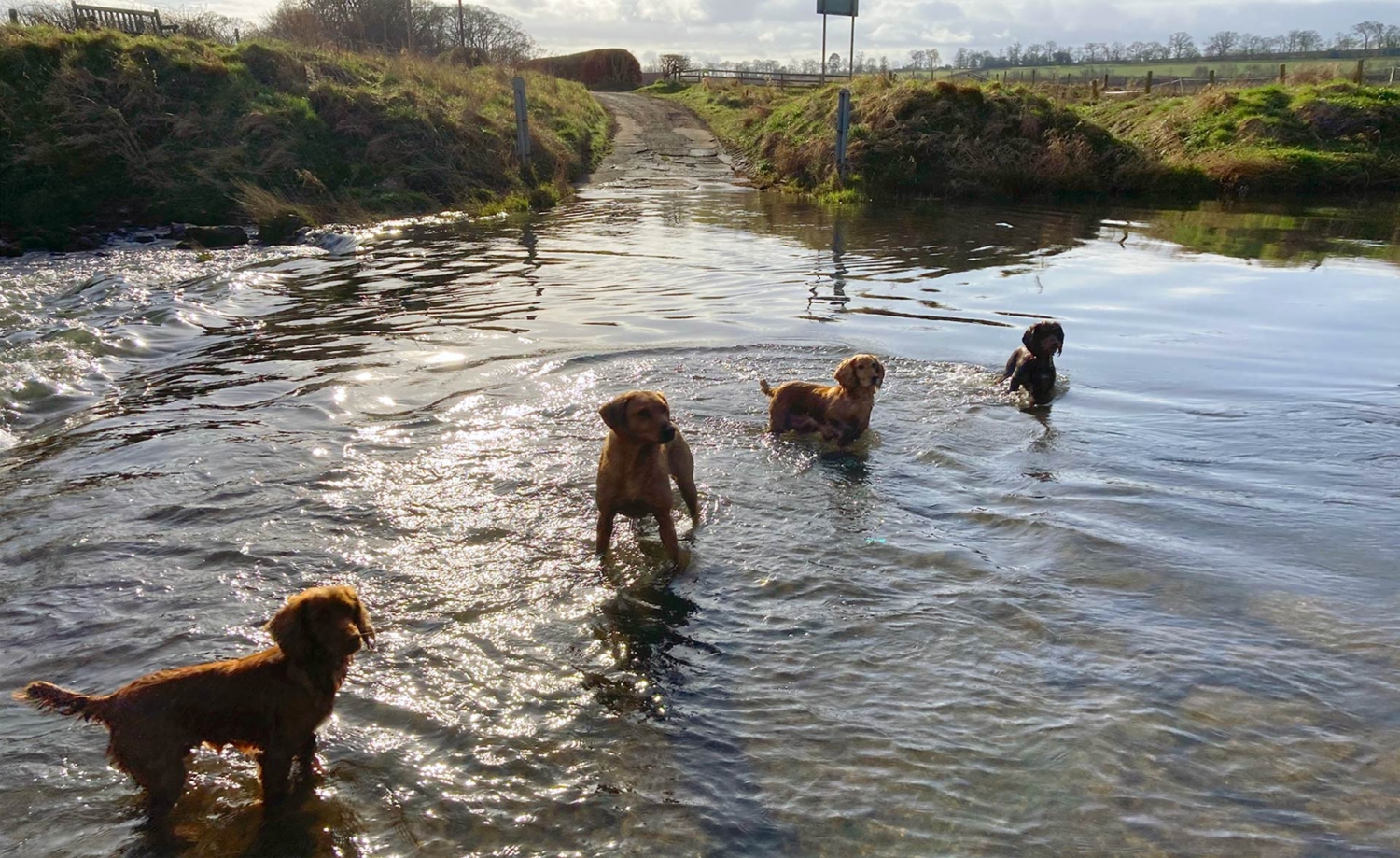 home Jolly Dogs Home Boarding